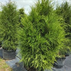 Southern Red Cedars Great For Privacy