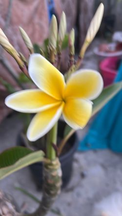 HAWALLANAS