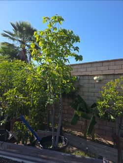 Cherimoya 25 Gallons