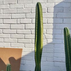 Peruvian Apple Cactus Cuttings — Beautiful, Fast-Growing, and Low Maintenance! (46”)