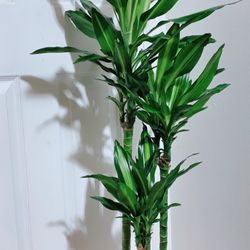 Beautiful Cinthos Dracaena Plants 