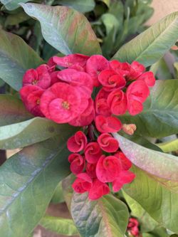 Euphorbia Milli/Crown of Thorns Large Flowers/Corona De Cristo Flor Grande 