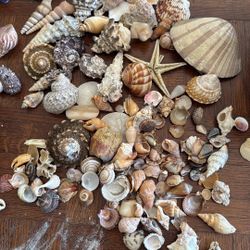 Sea Shell Collection In Antique Wooden Box