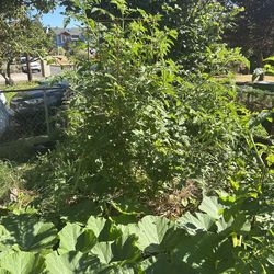 Heavy  Duty Tomato Cages (Concrete Mesh) – Delivery/Install