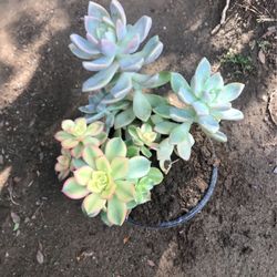Succulents And Other Plants