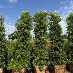 Ficus Nitida Indian Laurel Hedge
