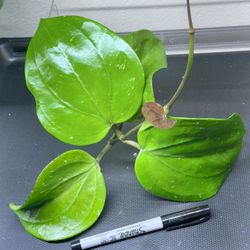 Hoya Rigida ‘Mr Pirom’ (super Big Leaves )