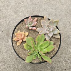 Succulents