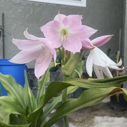 Pink Flowers Plant 