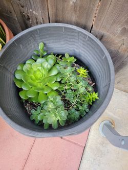 Succulent clippings/several varieties