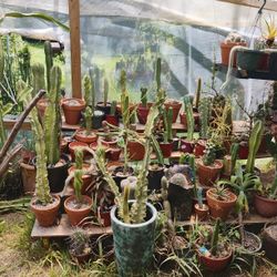 Huge Cactus Sale 