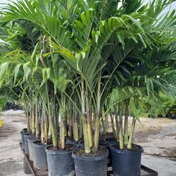 Christmas Palms Over 7 Feet Tall Instant Privacy Hedge For Fence