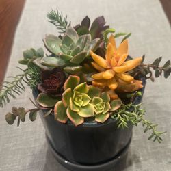 Succulent Arrangement 