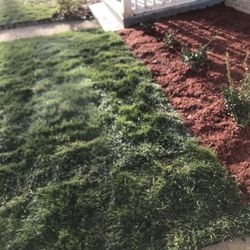 Fresh Sod Cut Every 