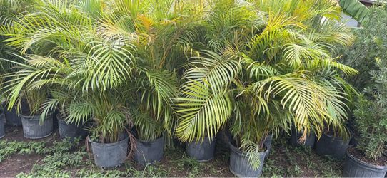 Part 3 of Variety of landscaping plants available  $7-$150 majority cost $10 in 3 gallon containers