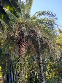 Sylvester Palm Seedlings (10 for $10)