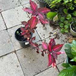 Blood Leaf Plant