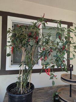 Chile Plant