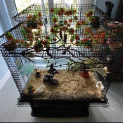 bird cage // jaula de pajaro
