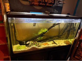 Free fish tank 55g