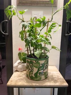 Baby monstera and pot