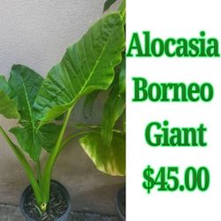 Alocasia Borneo Giant Plant 
