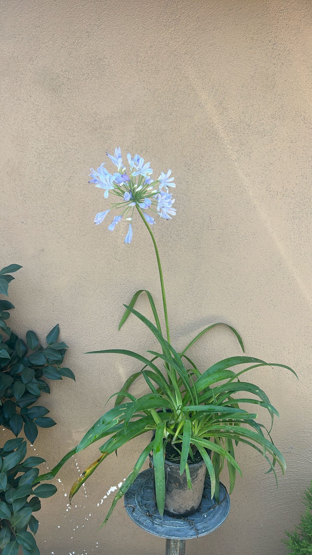Agapanthus / Agapantas