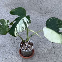 Monstera Jungle Mint