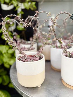 Plants (4”pot💚String of hearts variegated with ceramic pot $20 each)🩷