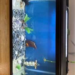 30 Gallon Fish Tank Setup With Decor, Light, And Bubbler