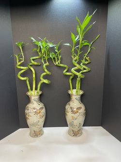 Lucky Bamboo Plants In Asian Porcelain Vases ($35 each 25”tall)