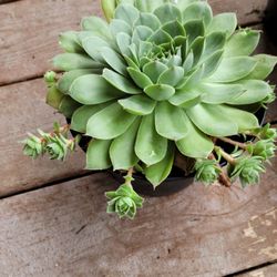 Succulent 