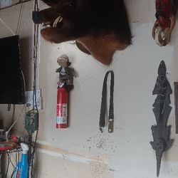 taxadermie boar's head