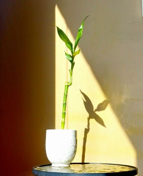 Lucky Bamboo Plant/ Indoor Plant/ House Plant Flower Patio Garden