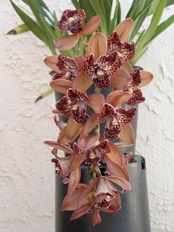 Cymbidium Peloric
