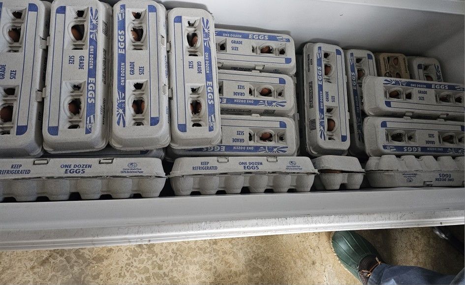Amish farm fresh brown 🥚's 12/28