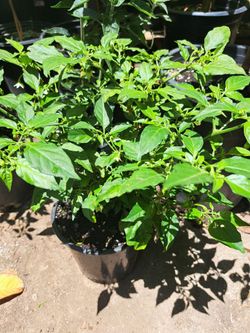 Plantas