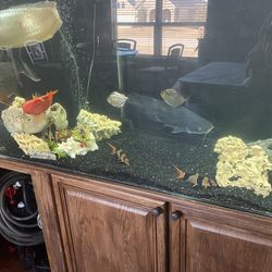 300 Gallon Plexiglass Aquarium  Thumbnail