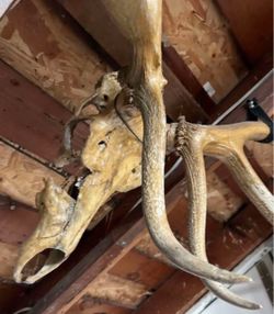 Elk skull antler mount cabin decor