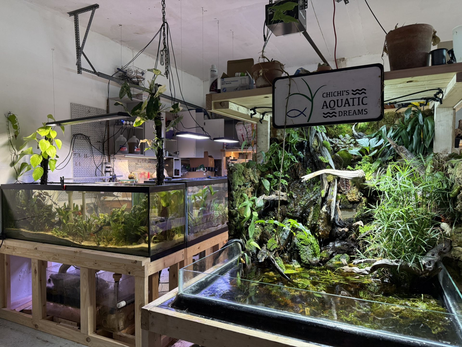 Aquarium And Terrarium Plants