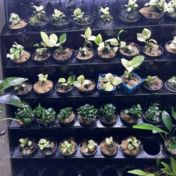 Rare Anubias White Plant - Aquarium 