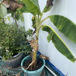 Banana Tree 