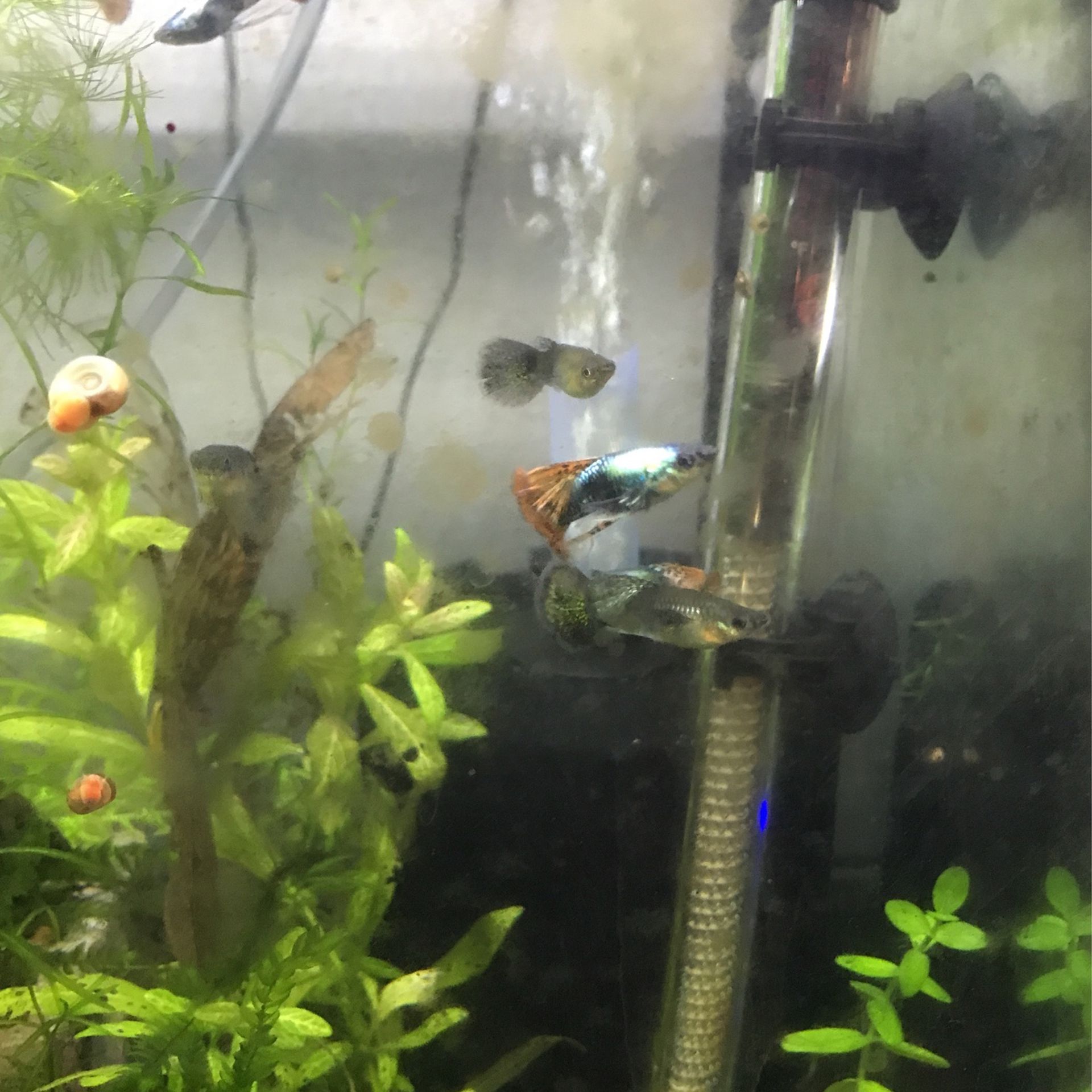 Fish Tank Decoration