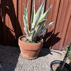 Giant Agave Plant  With Pot 