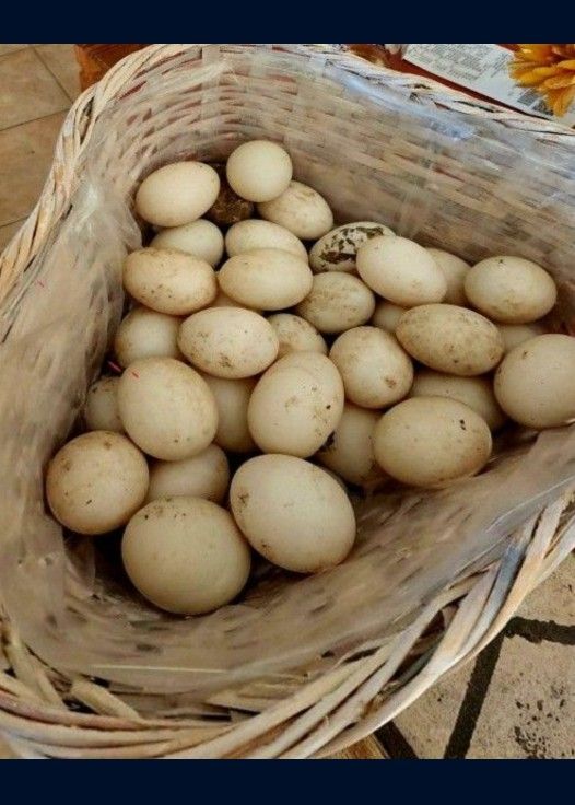 🥚 🥚 🥚 Fresh Unwashed Duck Eggs 🥚 🥚 🥚