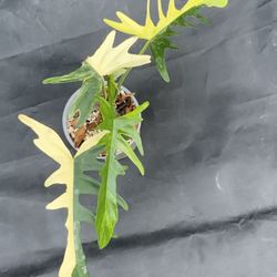 Philodendron Florida Beauty x Tortum Variegated New Hybrid 