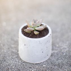 Handmade Cement Pots With Plants