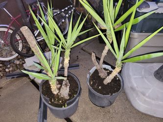 2 Yukka Palms