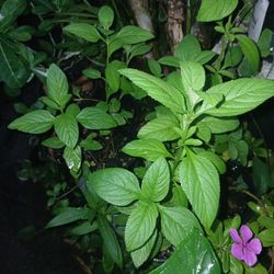 Haitian Mint Potted Herb