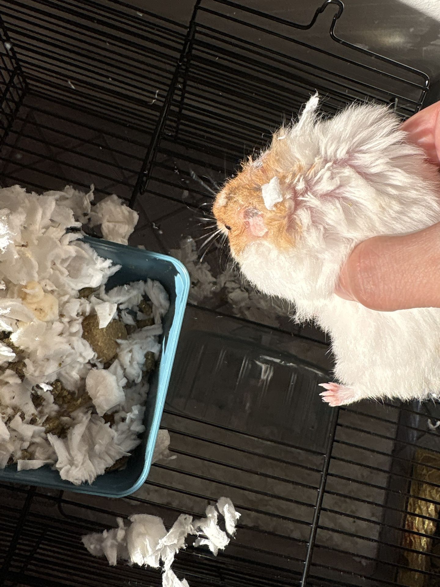 Hamster